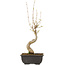 Acer buergerianum, 27 cm, ± 8 years old
