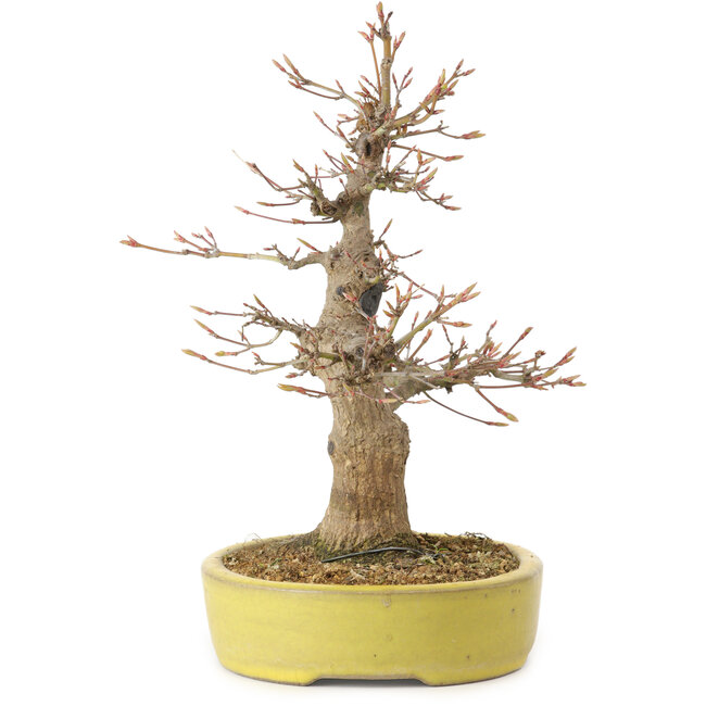 Acer palmatum, 25 cm, ca. 20 Jahre alt, mit einem Wurzelhals von 7 cm