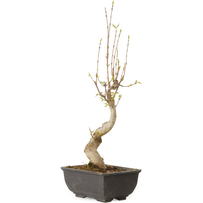 Acer buergerianum, 27 cm, ± 8 jaar oud