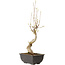 Acer buergerianum, 27 cm, ± 8 jaar oud