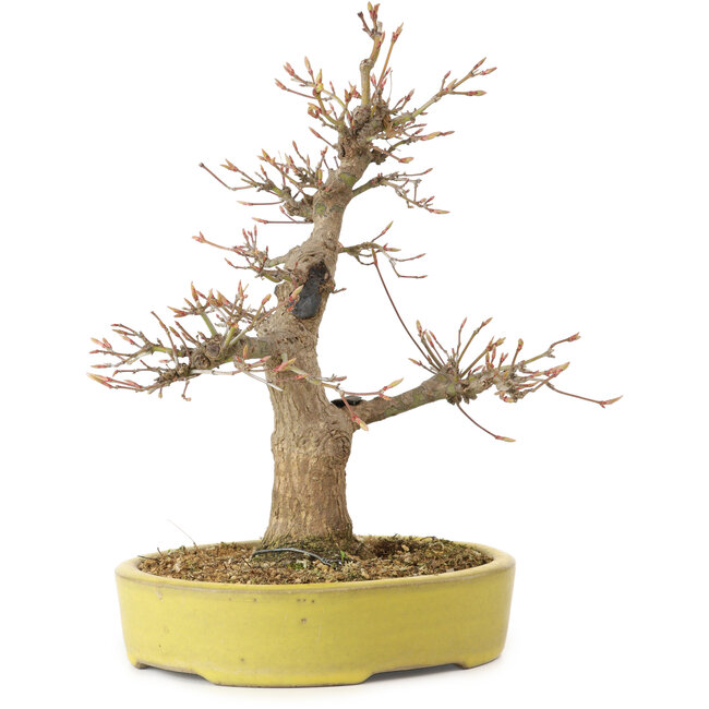 Acer palmatum, 25 cm, ± 20 años, con un nebari de 7 cm