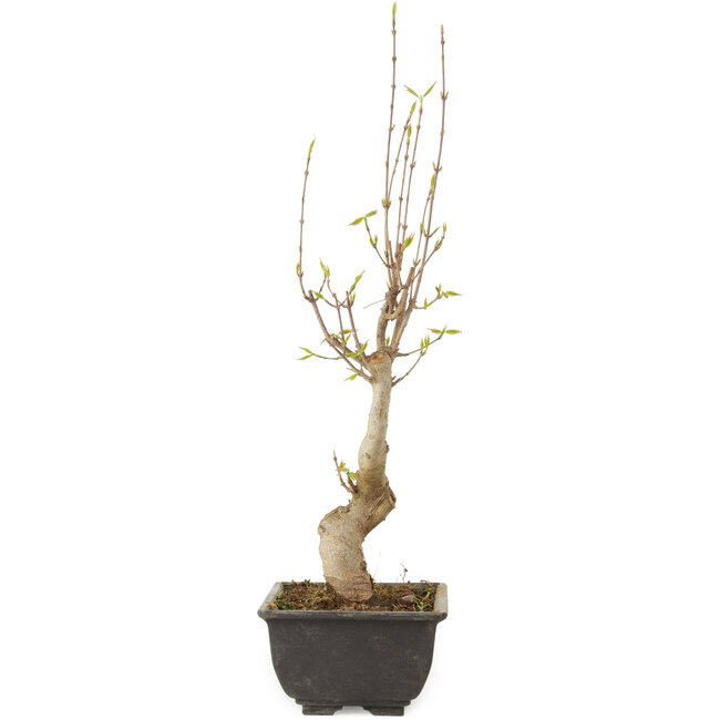 Acer buergerianum, 27 cm, ± 8 años