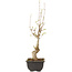 Acer buergerianum, 27 cm, ± 8 jaar oud