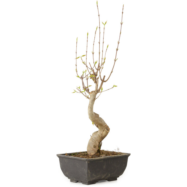 Acer buergerianum, 27 cm, ± 8 jaar oud