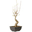 Acer buergerianum, 27 cm, ± 8 years old