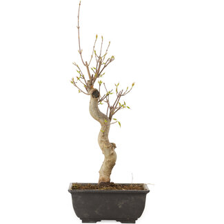 Acer buergerianum, 27 cm, ± 8 jaar oud