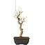 Acer buergerianum, 27 cm, ± 8 jaar oud