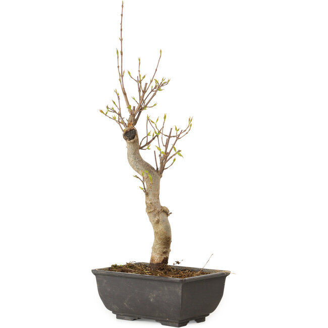 Acer buergerianum, 27 cm, ± 8 ans