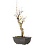 Acer buergerianum, 27 cm, ± 8 jaar oud