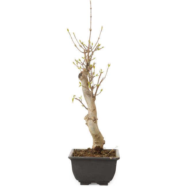 Acer buergerianum, 27 cm, ± 8 años