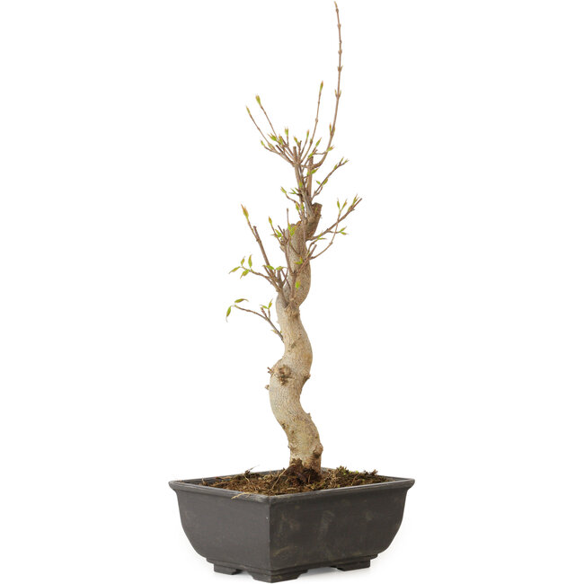 Acer buergerianum, 27 cm, ± 8 years old
