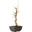 Acer buergerianum, 27 cm, ± 8 jaar oud