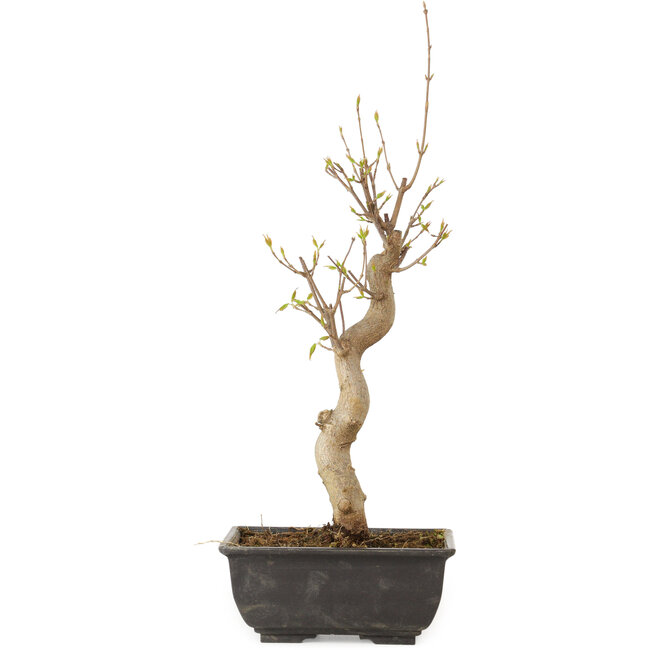 Acer buergerianum, 27 cm, ± 8 jaar oud