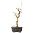 Acer buergerianum, 27 cm, ± 8 jaar oud