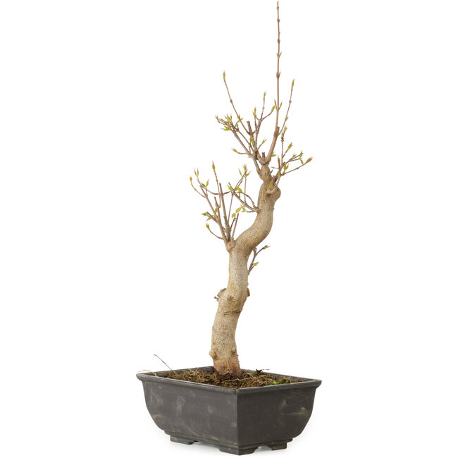 Acer buergerianum, 27 cm, ± 8 Jahre alt