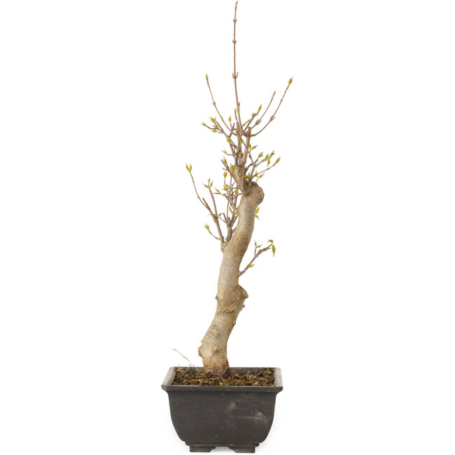 Acer buergerianum, 27 cm, ± 8 jaar oud