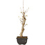 Acer buergerianum, 27 cm, ± 8 jaar oud