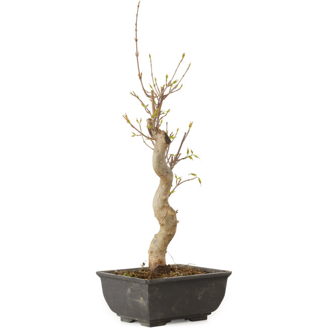 Acer buergerianum, 27 cm, ± 8 anni