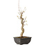 Acer buergerianum, 27 cm, ± 8 years old