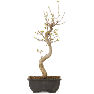Acer buergerianum, 27 cm, ± 8 jaar oud