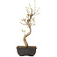 Acer buergerianum, 27 cm, ± 8 jaar oud