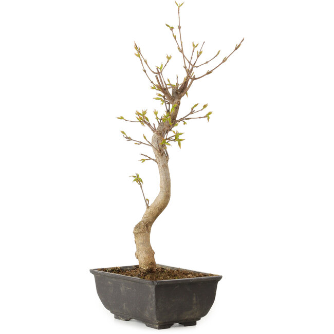Acer buergerianum, 27 cm, ± 8 jaar oud