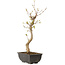 Acer buergerianum, 27 cm, ± 8 years old