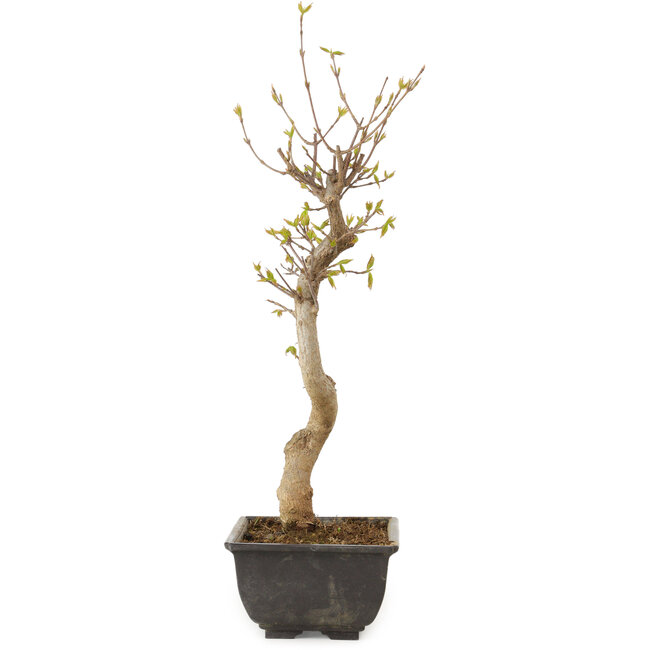 Acer buergerianum, 27 cm, ± 8 años