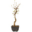 Acer buergerianum, 27 cm, ± 8 jaar oud