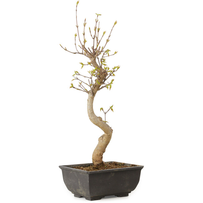 Acer buergerianum, 27 cm, ± 8 jaar oud