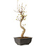 Acer buergerianum, 27 cm, ± 8 jaar oud