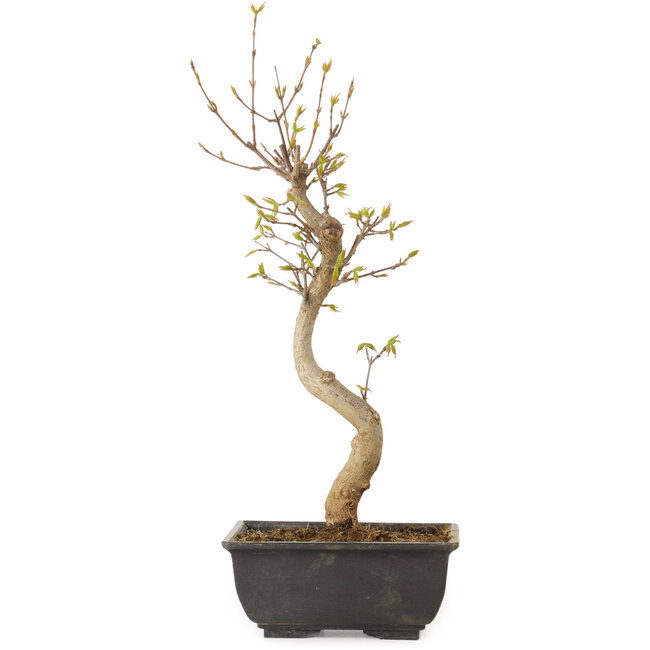 Acer buergerianum, 27 cm, ± 8 anni