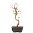 Acer buergerianum, 27 cm, ± 8 years old