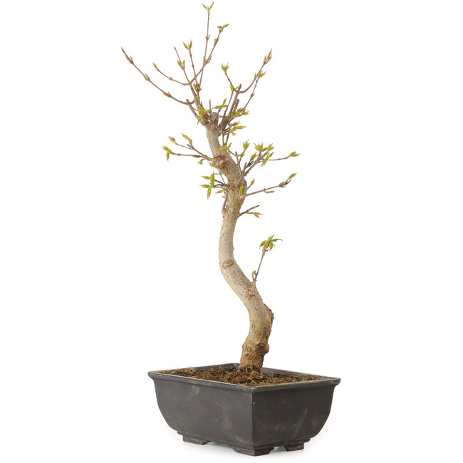 Acer buergerianum, 27 cm, ± 8 Jahre alt