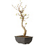 Acer buergerianum, 27 cm, ± 8 jaar oud