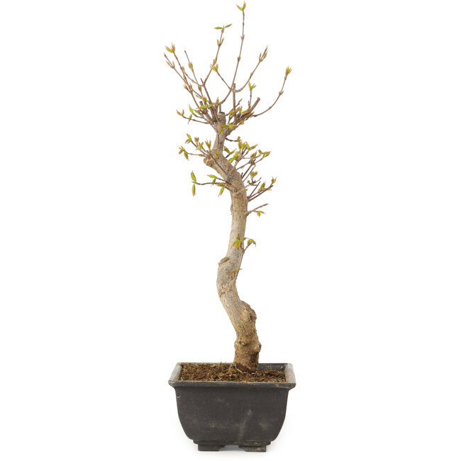 Acer buergerianum, 27 cm, ± 8 years old