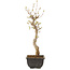 Acer buergerianum, 27 cm, ± 8 jaar oud