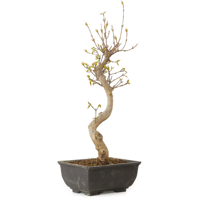 Acer buergerianum, 27 cm, ± 8 Jahre alt