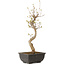Acer buergerianum, 27 cm, ± 8 years old