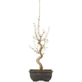 Acer buergerianum, 27 cm, ± 8 jaar oud