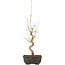 Acer buergerianum, 27 cm, ± 8 jaar oud