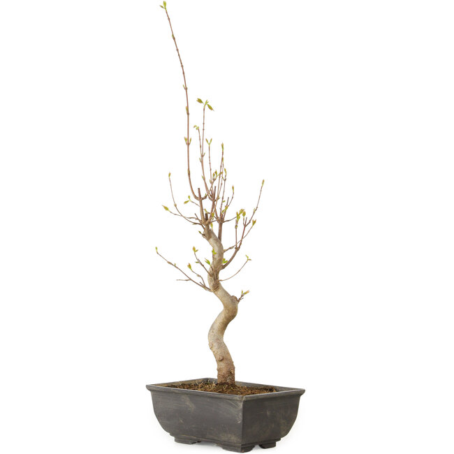 Acer buergerianum, 27 cm, ± 8 jaar oud