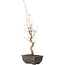 Acer buergerianum, 27 cm, ± 8 jaar oud