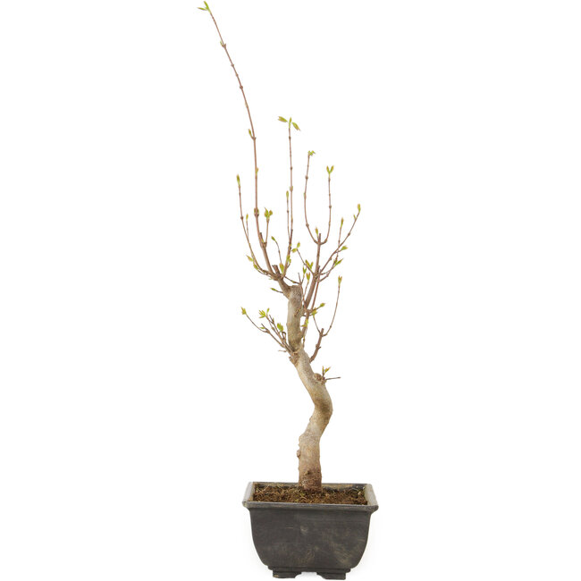 Acer buergerianum, 27 cm, ± 8 ans