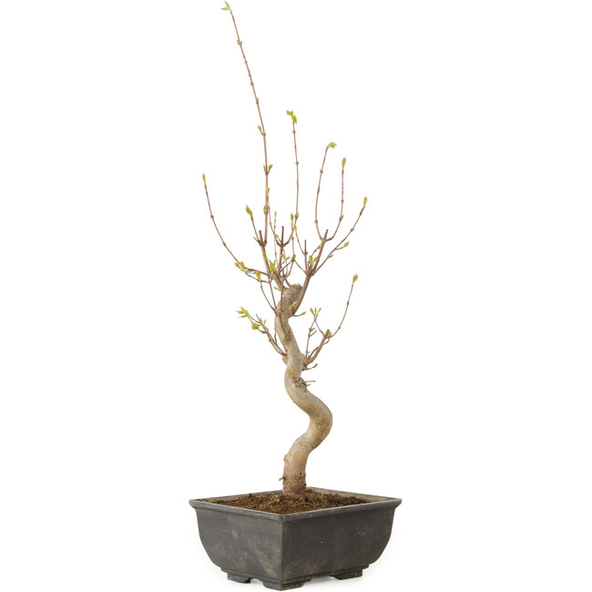 Acer buergerianum, 27 cm, ± 8 jaar oud