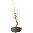 Acer buergerianum, 27 cm, ± 8 jaar oud
