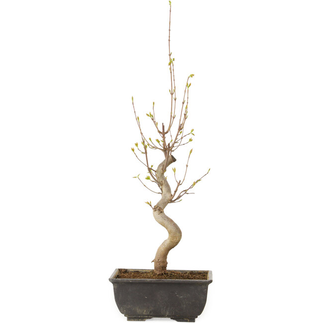 Acer buergerianum, 27 cm, ± 8 jaar oud