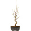 Acer buergerianum, 27 cm, ± 8 jaar oud