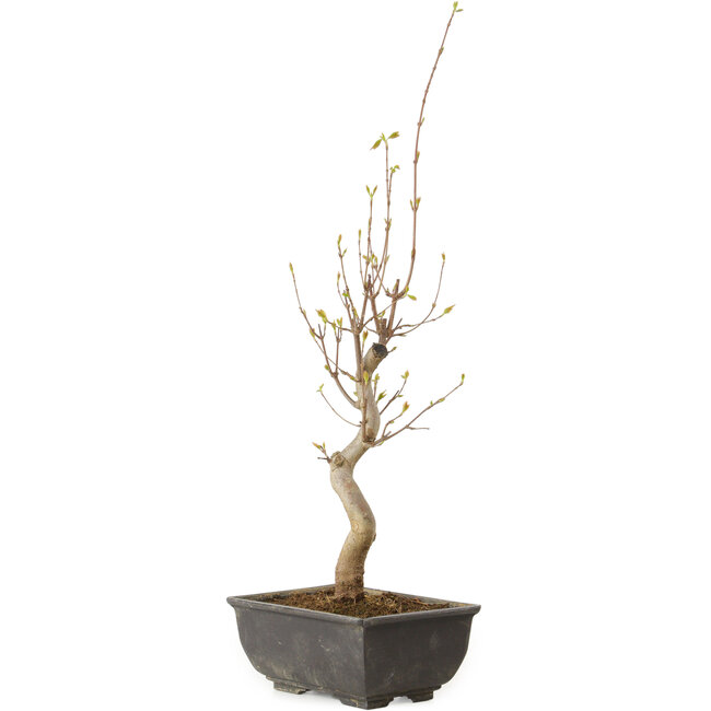 Acer buergerianum, 27 cm, ± 8 jaar oud