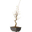 Acer buergerianum, 27 cm, ± 8 jaar oud